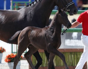 Fellini (by Franklin x Sezuan) at the 2018 Nordic International Sales :: Photo © Astrid Appels