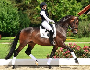 2017 PSI Auction horse Semias now winning under Heiner Schiergen