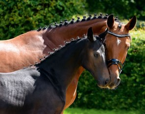 Hanoverian mare and foal