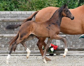 Ellegaardens Fabergé (by Franklin x Michellino), one of many stunning dressage foals in the 2018 Danish Warmblood Elite Foal Auction Collection