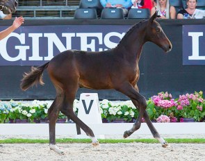 Nr One SB, price highlight of the 2018 Excellent Dressage Sales foal edition :: Photo © Digishots
