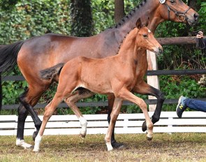 Best selling dressage foal at the 2018 PS Online Foal Auction: For Amour :: Photo © Kiki Beelitz