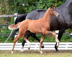 Filly by Vitalis x Fidertanz x  Londonderry - Born 1 May 2018 :: Photo © Kiki Beelitz