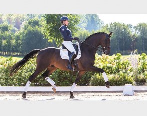 Centurion, aka Caruso, price highlight of the 2018 Equine Elite Auction