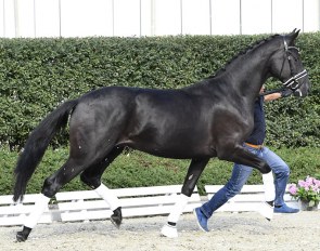 De Niro's Donnerhall (by De Niro x Rosario x Donnerhall) - Already accepted for the stallion licensing!