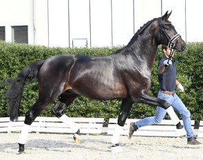Fabrice (by For Romance x Don Schufro) - Already accepted for the Stallion Licensing !!