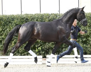 Tamino (by Totilas x De Niro x Sir Donnerhall)