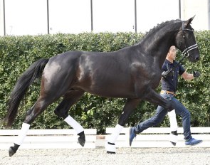 Tamino, best selling dressage horse of the 2018 PS Online Colt Auction :: Photo © Kiki Beelitz