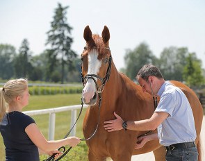 High health standards at the Verden Auctions :: Photo © Stefan Lafrentz