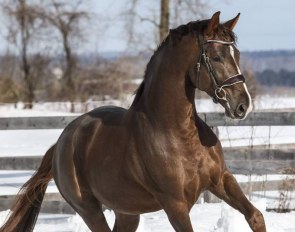 Total Star :: Photo © Laurie Neron