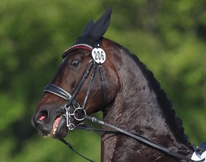 Dressage horse resisting :: Photo © Astrid Appels
