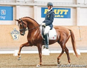 JJ Rayban at the 2011 Swedish Young Horse Championships :: Photo © David Svensson
