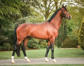 Kayden (by Desperado x Uphill)