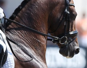 Competing in a snaffle is now allowed up to CDI 2* level :: Photo © Astrid Appels