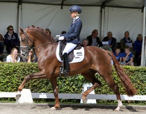 Young Grand Prix star stallion Eye Catcher