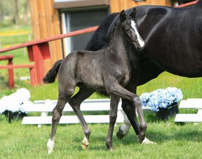 Fidus (by Furst Belissaro x Dr. Watson) :: Photo © Ernst