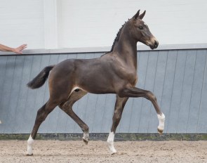 Oirendo (by Toto Jr x Tuschinski) is one of the six stunners that are for sale in the "Borculo CDI Foal Auction" on 6 July 2019