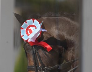 Horse head through the judge's box :: Photo © Astrid Appels
