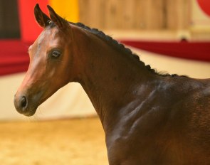 Fidelis (by For Romance II x Quaterback) :: Photo © Jan Reumann