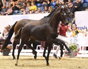Borbjergs Fairy Beautifull (by Knock Out x Romanov)