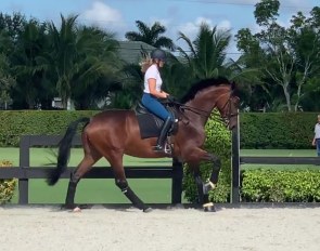 Ashley Holzer doing a light schooling with new arrival Bliss in Wellington, Florida