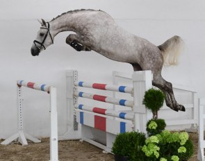 Young show jumpers and dressage foals in the 8th PS Online Auction from 22 - 28 August 2019