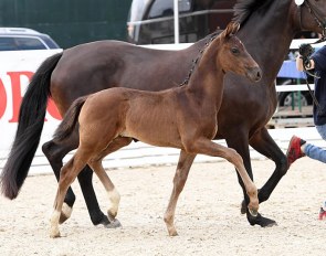 Vidivan (by Vitalis x Furst Heinrich)