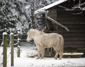 When Given the Choice, Where Does a Horse Choose to Spend Its Time :: Photo © Dirk Caremans