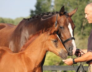 Photo © New Zealand Warmblood Association