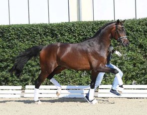 Furst Donnerhall PS, full brother of For Romance I and II, for sale in the 2019 PS Online Colt Auction