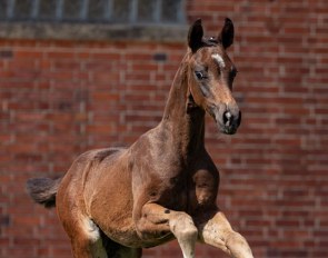 Francie Bell Boa (by For Romance x Fürst Nymphenburg) :: Photo © Fellner