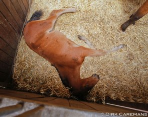 Foal sleeping on straw :: Photo © Dirk Caremans