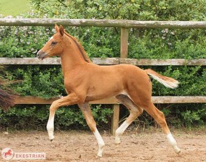 Filly by Fidertanz x Jazz, out of the maternal line directly from Painted Black et Go Legend