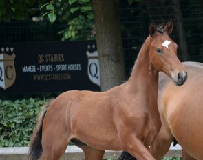 Vitalis x Carabas colt, one of the top lots in the 2019 Ekestrian Online Dressage Auction