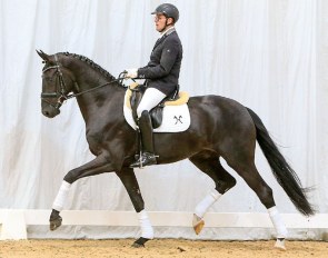 First Choice (by Furst Belissario x Soliman de Hus) :: Photo © Tammo Ernst