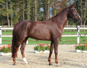 Don Davidoff, a 4-year-old Westfalian gelding by Diatano - Laudabilis – Ehrentusch