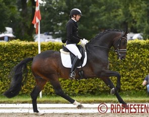 Simone Pearce and For Emotion in the 4-year old stallion pilot project class at the 2017 World young horse championships in Ermelo :: Photo © Ridehesten