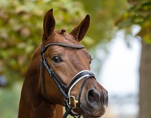 FILOU (by Feinrich x San Amour) - stallion, birn 2017 :: Foto © Guido Recki