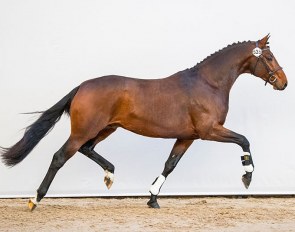  Maxim (by Spielberg x Bon Bravour)
