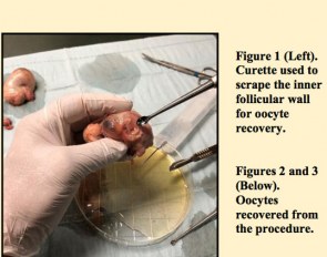 Harvesting ovaries post mortem