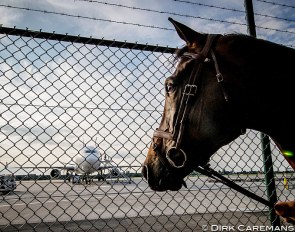 Horse looking at the cargo plane in Liège, Belgium, that will take it to the 2016 Olympics in Rio :: Photo © Dirk Caremans 