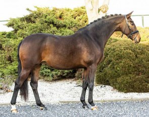 Incilla (by Andretti), in foal to Geniaal