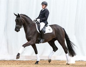 D'Abord (by De Niro x Samarant) is part of the spring elite auction collection :: Photo © Tammo Ernst