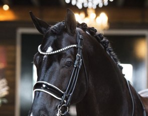 Excellent Black is part of the 2020 Excellent Dressage Sales Collection