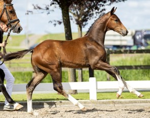 Foal Oldenburg (by Fontaine x Vic)