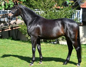 Fischer's Fritz (by Fürstenball x Rubin-Royal)