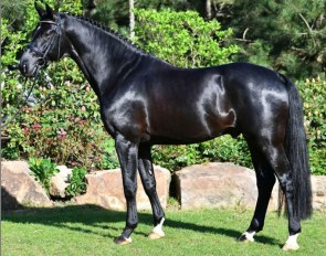 This stunning beauty can be yours ! One click away at the Hof Kasselmann Online Auction
