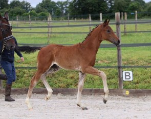 LOT 10 - Fasino x Rhondeo x De Niro