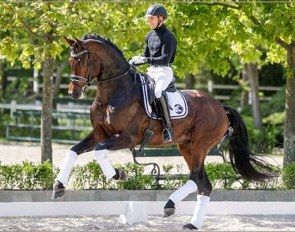 Francois - 6-year old Hanoverian by Franziskus x Brentano II x Weltmeyer :: Photo © Anett Somogyvari