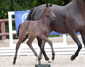 Timeless Love (by Totilas x Florencio x Rocher d'Or)